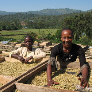 Ethiopia Michelia Ward Trade Aid