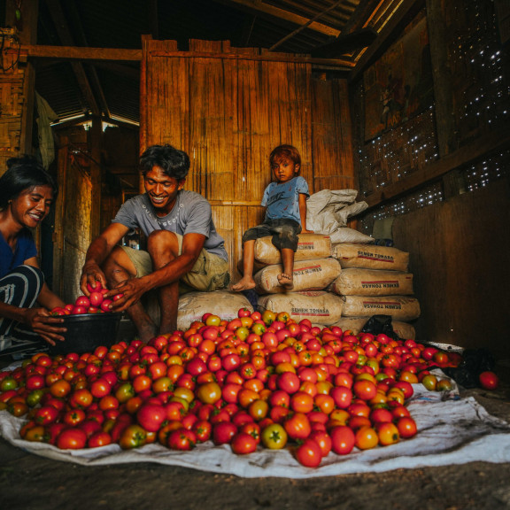 Sumba Indonesia 2025  Mr. Martinus a young father is improving his familys income and nutrition through horticulture. With support from SurfAid his chilli and tomato harvests have brought i 1