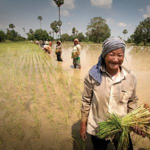 Cambodia Working in the rice paddies flickr cc by 2.0 small size