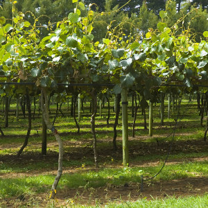 Kiwi Fruit Orchard