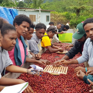 Will Valverde Fairtrade PNG